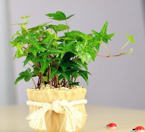  植物|在家养殖几种植物，再也不怕二手烟的侵扰！