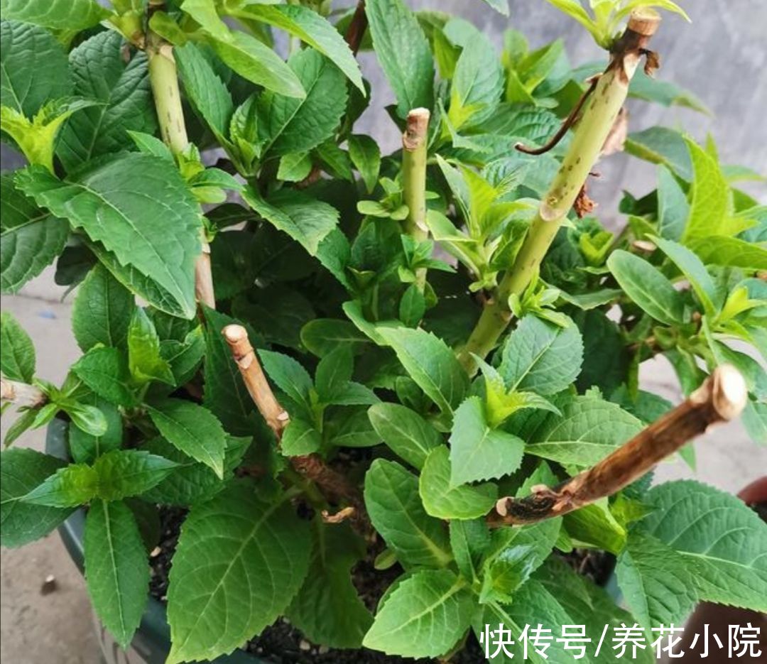 家里养5种花，10月以后别“修剪”，不然影响来年开花