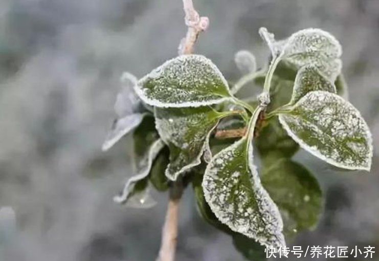 雨水到清明，养花“出室”要慎重，过早容易出问题，要合理调控