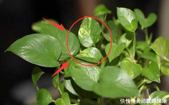绿油油|想要绿萝不黄叶不烂根就得这样养,不仅不黄叶,还能常年绿油油