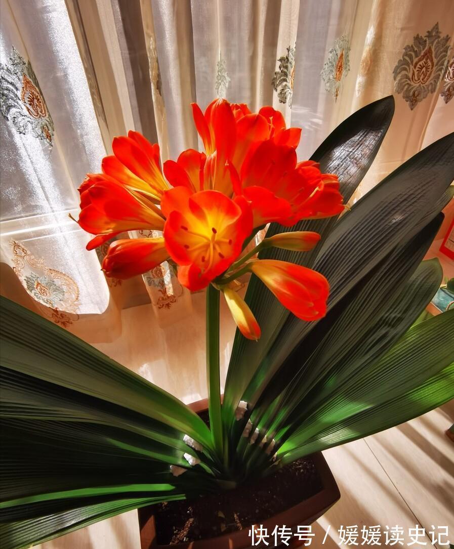 10种“旺运花”，家里至少养一盆，漂亮吉祥还“养人”