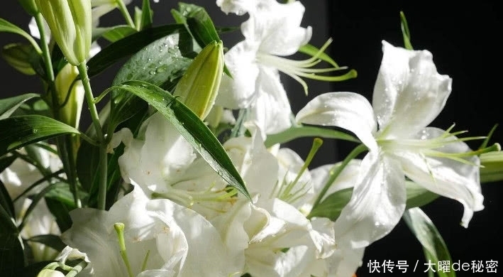 抽烟|肺部“清洁工”找到了,常抽烟的人多吃一些,清除肺毒更健康