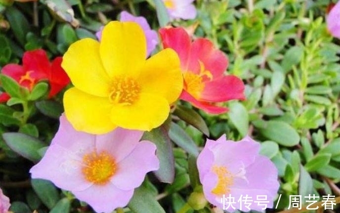 家有庭院就养“此花”,花期长达300天,好养又漂亮