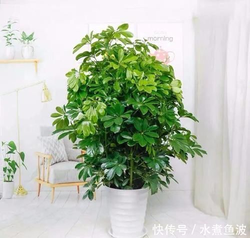 三种“吸毒花”,个个都是吉祥花,家里养一盆,呵护全家健康