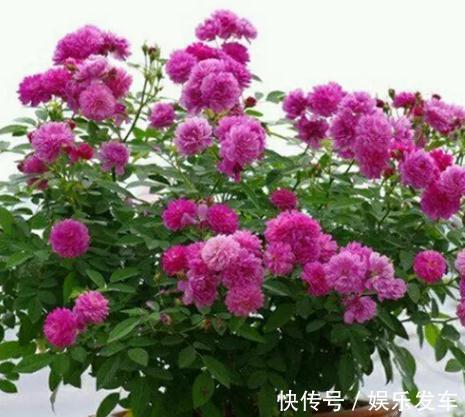 朱丽叶|打造阳台上的月季园,这10个月季品种不可少