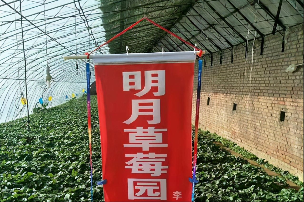 正是北京昌平冬草莓的成熟季节，明月草莓园草莓成熟啦