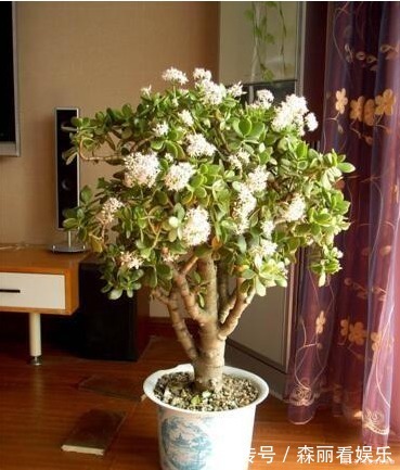 老桩|玉树喜欢喝“酸水”,10天喝一次,枝条“老得快”,开成大花树