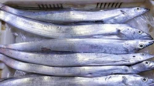 买带鱼时,别光看大小,学会3买3不买,轻松挑到优质好带鱼