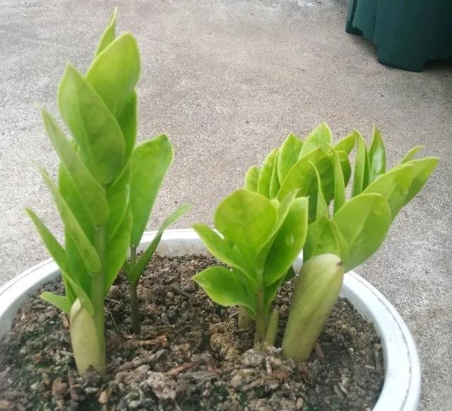 叶子|嫌花长的丑,趁现在砍头,满盆都是新叶子!