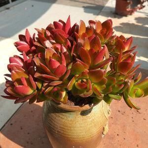 多肉植物|3种漂亮多肉,耐热又耐晒,夏天长得更好看,姿态各异惹人爱