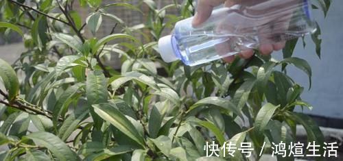 实用|塑料瓶上戳2个洞，放在家里特别实用，轻松省下不少钱，快试试吧