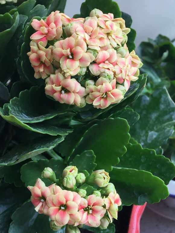 盛夏养花,就养这4款四季能开花,颜值高,又好养的花,懒人大爱