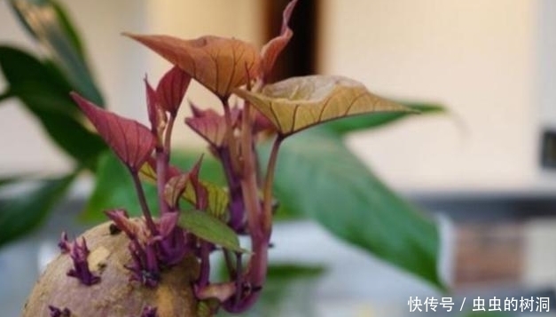 土豆|告诉家人:2种蔬菜长芽后营养价值会更高,扔掉就浪费了