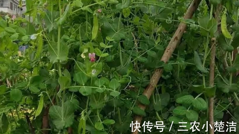 荷兰豆|荷兰豆容养颜、减肥瘦身，农民种植只需四点，收获高产优质荷兰豆