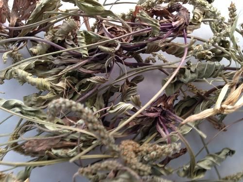 常吃车前草，这3大好处轻松收入囊中，对健康有好处，你知道吗？