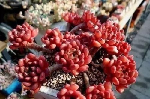 养多肉植物,用上4个“小技巧”,长成老桩更漂亮