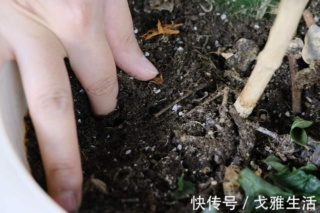 土里加点酸酸水,盆土软得像发糕,养花透气不烂根