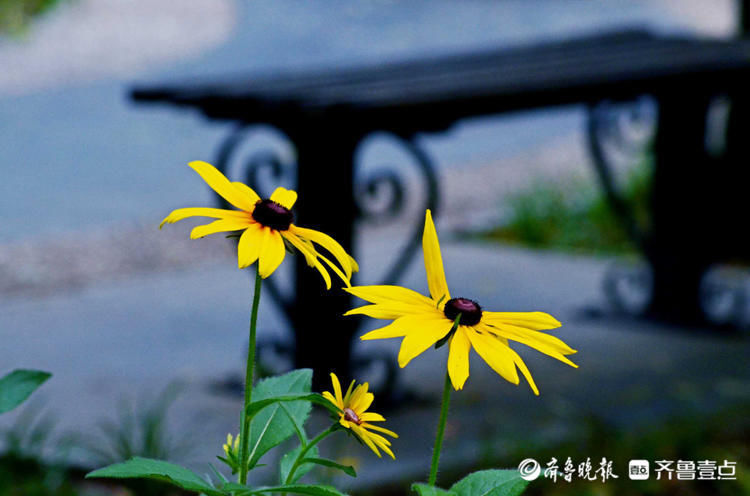 這種菊花您見過嗎？濟南泉城公園黑心金光菊花開別致|花開齊魯| 金光