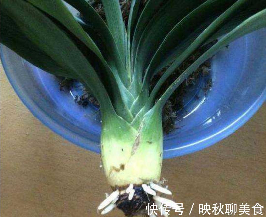 有机肥|君子兰烂根不要扔,用这种方法处理,一个月长满新根