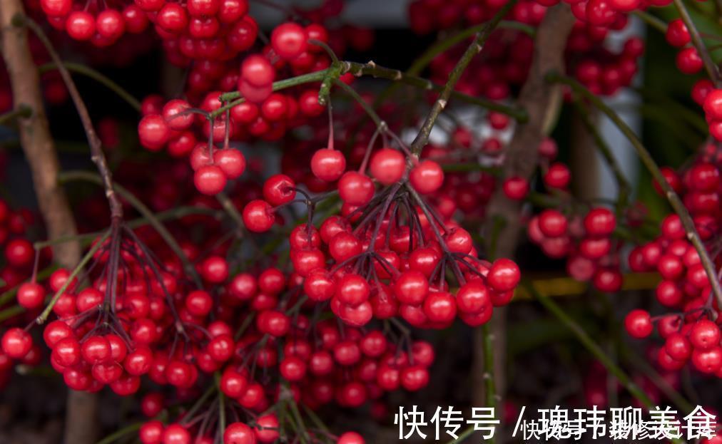 冬天养一盆朱砂根,红彤彤的果子挂满盆,寒冷的冬天带来不少年味