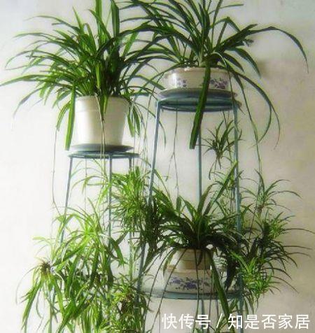 秋天|秋天养花换盆,少做1件事,就等于白换了,浇水施肥也白搭