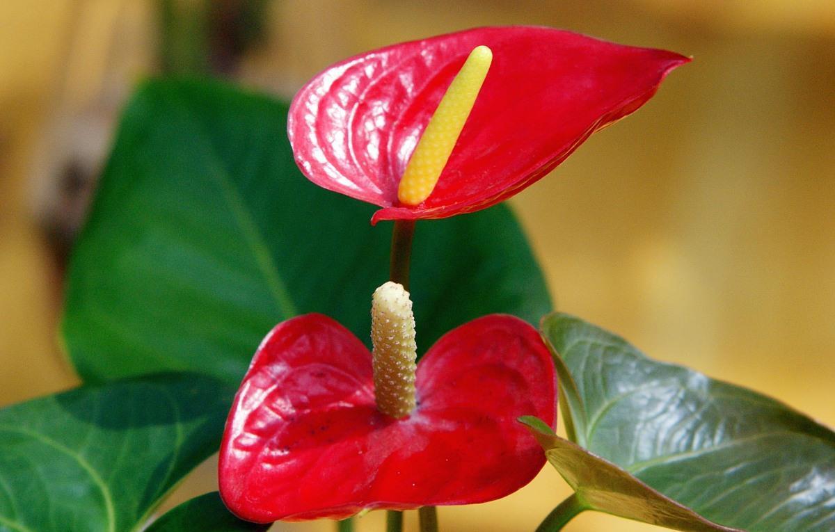 光照|喜阴的室内植物花卉有哪些