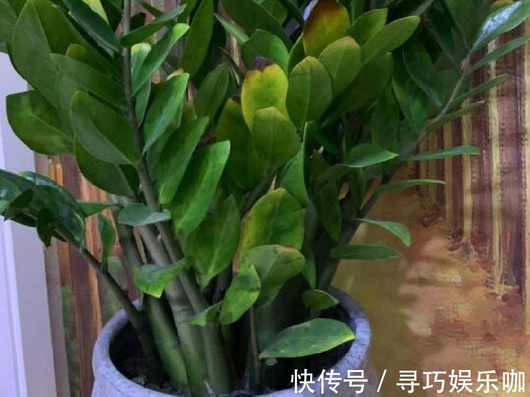 9种花特怕冷,低温浇水容易冻死,夜晚套袋子保暖