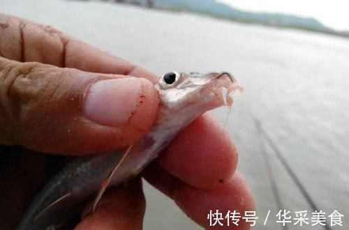 鱼种|长江中渐渐消失的鱼种,浑身棍子肉,俗称“船丁子”