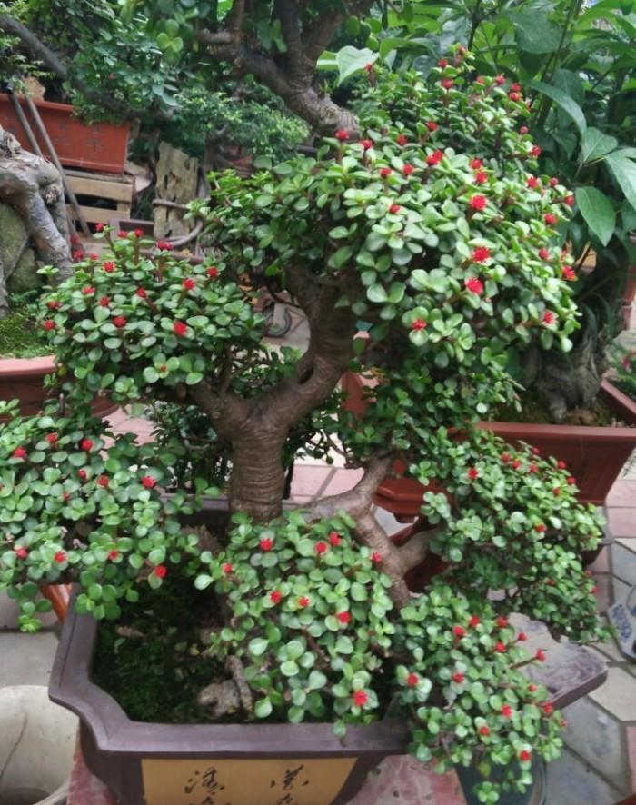 养花试试这几款,定期修剪可以让植物看起来更漂亮