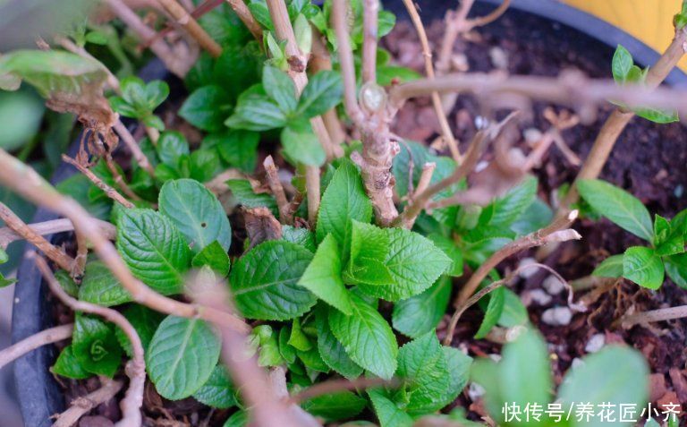 3种花开春冒芽就开花，抓紧时间“进补”，想看花不能偷懒