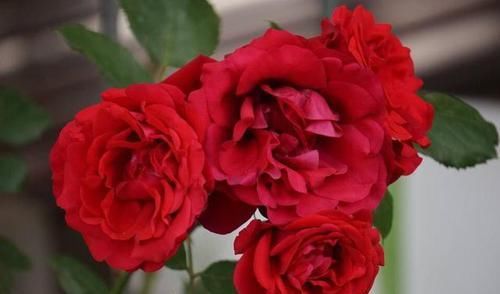  季疏蕾|想要月季花开的漂亮，就用此一招