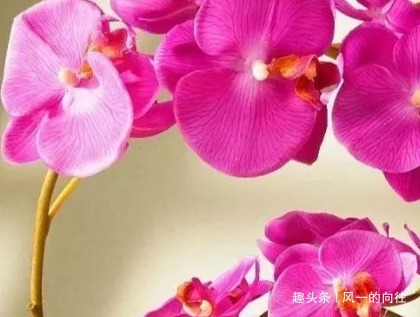 家养这三种耐阴花，不见天日也能噌噌长不停，好看又好养