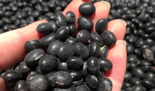 芹菜|男人荷尔蒙不足,多吃五种食物,补充激素,提升男人味