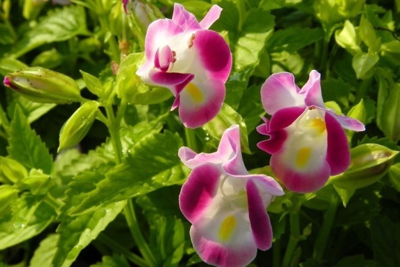 几种懒人花朵,勤快人养不活,只有懒人才能养活,并且越开越旺