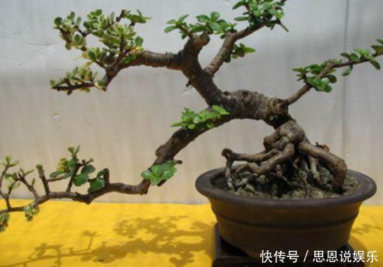 修剪|家里养“金枝玉叶”,每月修剪1次,变成盆景老桩,越来越值钱