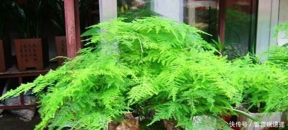 原来高手是这么养文竹的，难怪不见黄叶还开花，现在知道还不晚