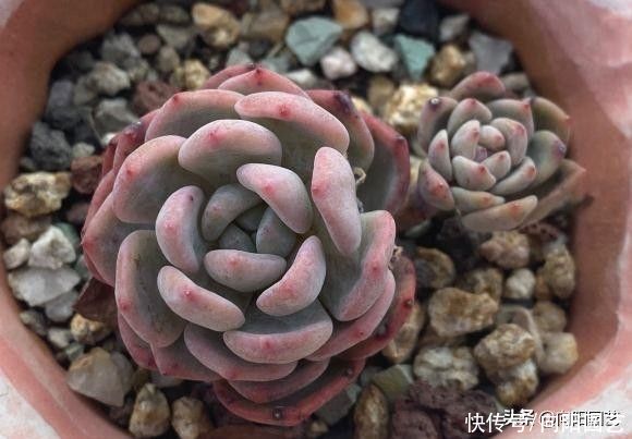 养多肉，忌讳用大盆，花盆越小越好，节省空间，多肉长得健康