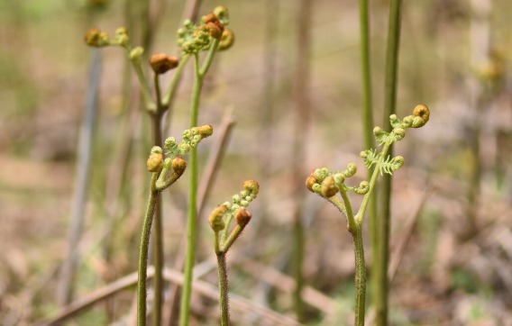 马齿苋|开春挖野菜，送你“野菜大图鉴”，教你轻松识别20种野菜