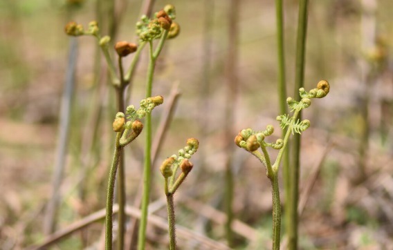 马齿苋|开春挖野菜,送你“野菜大图鉴”,教你轻松识别20种野菜