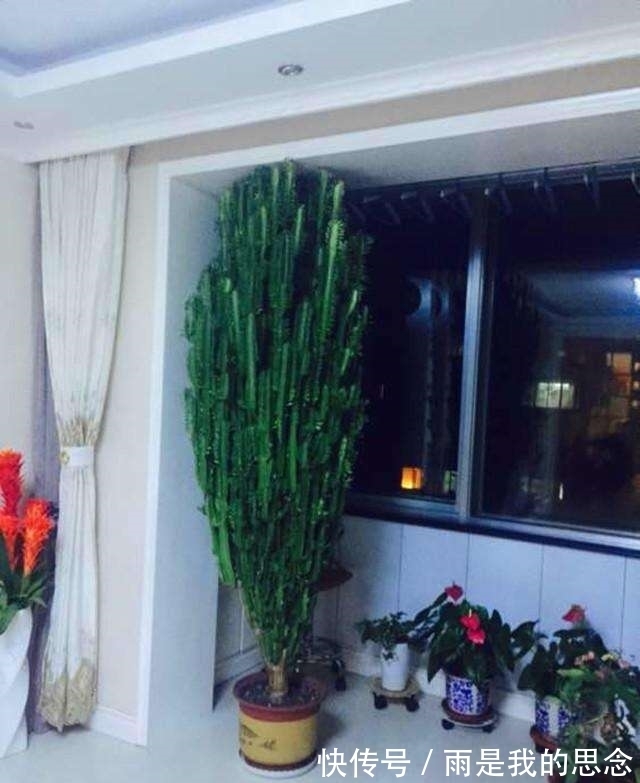 龙骨|立秋后龙骨花如何修剪?教你“3剪法”,侧芽打顶,来年直长2米高