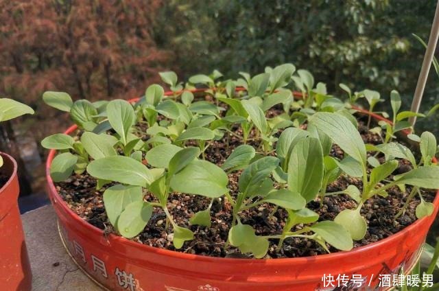 70岁的他,喜欢用“废品”养花种菜,月饼盒、泡沫箱都能用上!