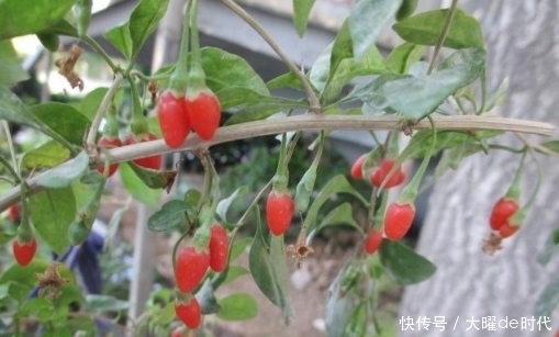 药草|农村常见的草药有哪些?我找到6种,看看你熟悉吗?