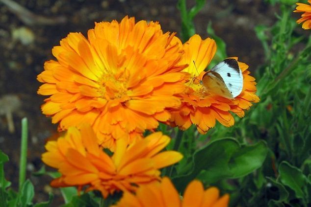 阳台养花就养这种花,仿佛置身花海,香气迷人,美爆了