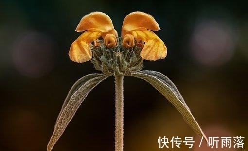 不怨|3天后，天降鸿运，思念无限，疼不怨，积累财富，喜事齐聚