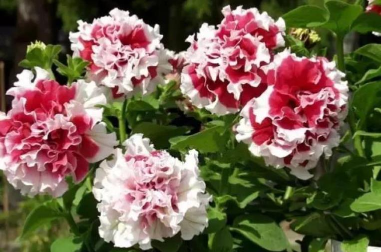 长春花|4种花养家里，福旺运旺财更旺，比牡丹还美，年年开花美翻