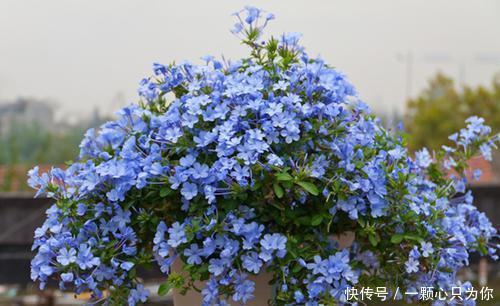 3种漂亮花，皮实又好养，被称作“开花机器”，花期长香味浓！