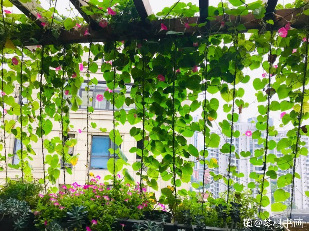 蕾丝|30种夏天花,热不死、晒不死,大半年都开花,还没病虫害