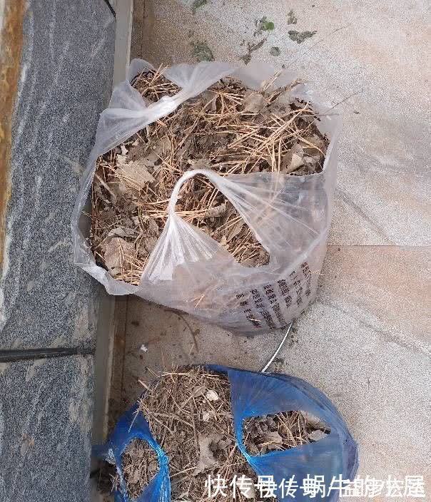 旺盛|松针怎么养花？有3种方法，盆土更肥沃了，花草旺盛