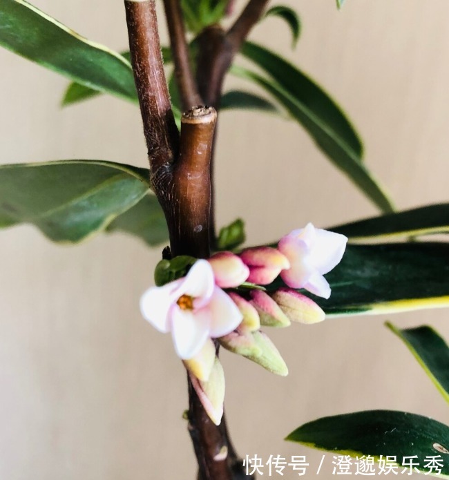 喜欢养芳香花卉的人,客厅只养一盆“夺香花”,好闻又大气