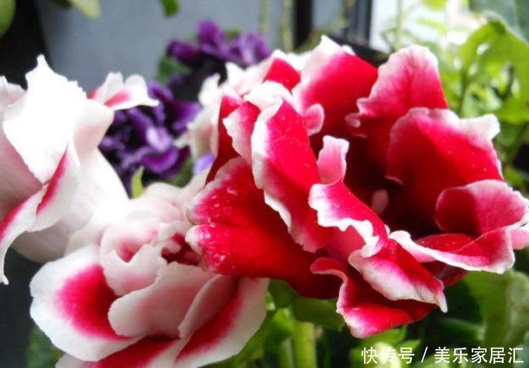 冬天也开花,几款花卉养在家里,清新高雅,花色繁多易爆盆